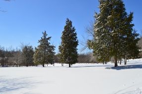 spruce winter snow