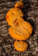 closeup view of orange fungus on the tree bark