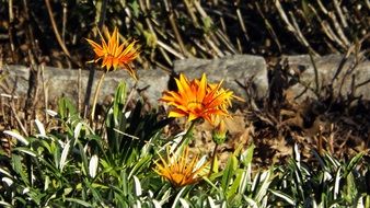 Yellow and orange flowers in the garden
