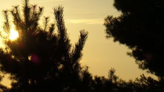 bright sunrise over the trees
