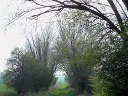 trees and bushes in the haze