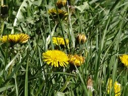 wonderful yellow daisy