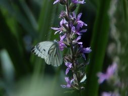 butterfly on a purple in summer