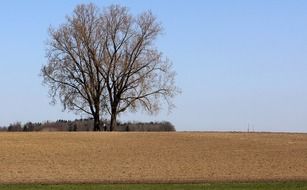 tree among arable land on a sunny day