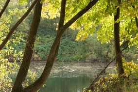 amazing forest lake