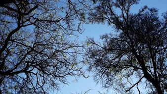 autumn trees in park upwards