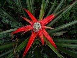 dragon plant in red flower