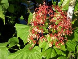 beautiful flowering tropical plant