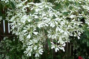 shrub snowflake closeup