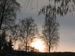 trees reflections in water at sunset