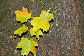 maple leaves on a log