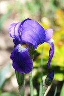 filigreed purple iris close-up