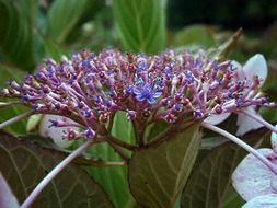 purple hydrangea flowers in a greenhouse