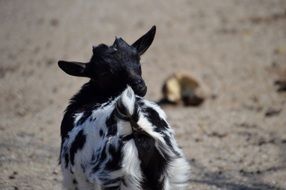 black and white fur of a young goat