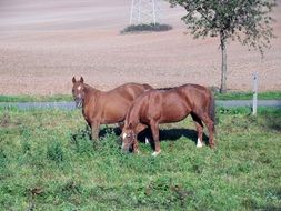 two brown horses on meadow