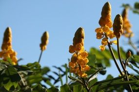 yellow candle flower on the meadow