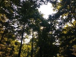 woodland panorama