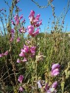 Snapdragons, wild pink flowers on meadow