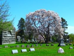 landscape of cemetery with flowering magnolia tree