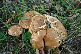 meadow mushrooms