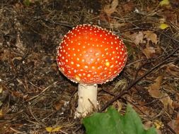 bright spotted amanita