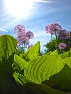 light purple flowers with large green leaves in a sunny garden