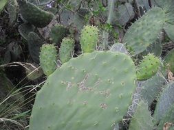 opuntia cacti in wild