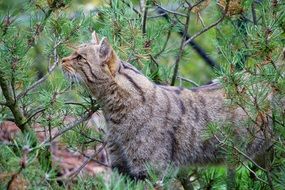 cat near a tree branch