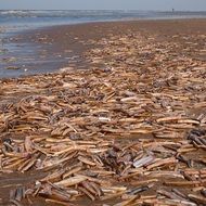 shells of Atlantic jackknife clam on beach at sea