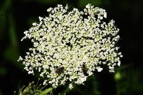 spring small white flowers on a black background