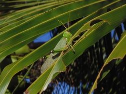 green grasshopper on coconut leaves