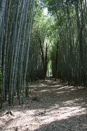 tropical bamboo forest