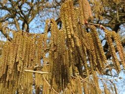 turkish hazel corylus colurna