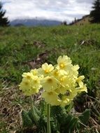 pale yellow spring flowers among meadow