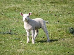 cute little white lamb in the pasture on a sunny day