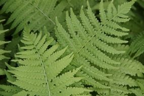 spreading fern leaves