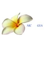 flowers nicaragua drawing
