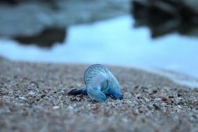 Blue jellyfish on the pebbles