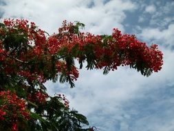 tropical blossom tree