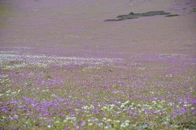 meadow flowers on the hill
