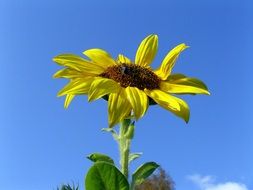 Bee on a sunflower in summertime