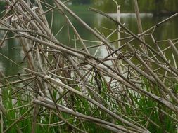 Dried grass on a pond bank