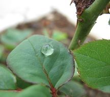 leaf with drop