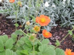 green plant with orange flowers in the garden