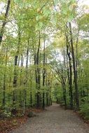 path among the autumn forest