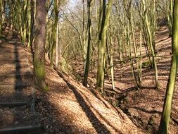 forest ecology environment sunny scenery