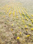 yellow crocus flowers on a spring field