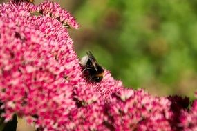 Insect on the beautiful stonectop small purple flowers in the garden