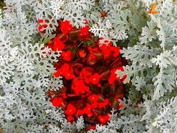 unusually beautiful red white flowers