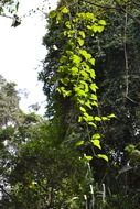 wild vine in Sri Lanka